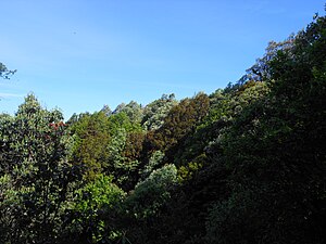 Binsar Oak Forests.JPG