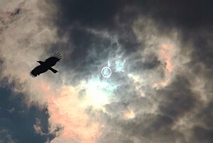 2012年5月21日、金環日食に驚き飛び立つ鳥、山梨県甲府市より撮影