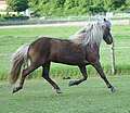 Un cheval noir porteur du gène silver, qui se distingue du noir pangaré par la couleur claire de ses crins.