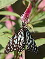 Tirumala limniace Colcatae, Bengalia Occidnetalis, India.