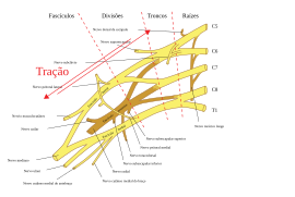 Esquema mostrando o Plexo Braquial