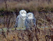 Juvenile owls do not mind associating with one another, especially during winter. Bubo scandiacus Delta 6.jpg
