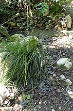 Miniatura para Carex hispida