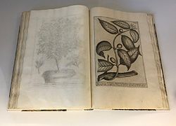 Il Catalogus Plantarum Horti Pisani di Michelangelo Tilli.