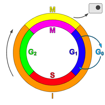 cell cycle stages. Cell Cycle