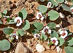 Miniatura para Euphorbia albomarginata