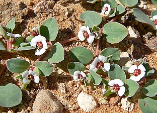 Euphorbia albomarginata ettårig törelväxt i Mojaveöknen
