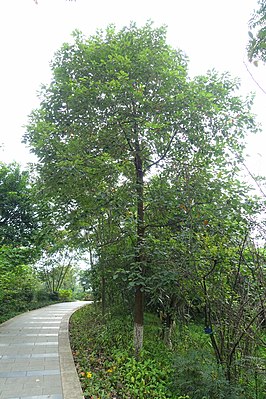 Cinnamomum septentrionale - Chengdu Botanical Garden - Chengdu, China - DSC03499.JPG