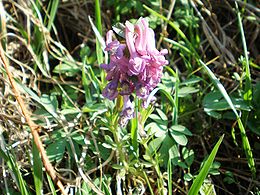 Paprastasis rūtenis (Corydalis solida)