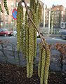 Malinaj floraroj de turkia avelarbo (Corylus colurna)