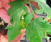 Симптомы кольцевых пятен Corynespora cassiicola на листьях помидоров.png