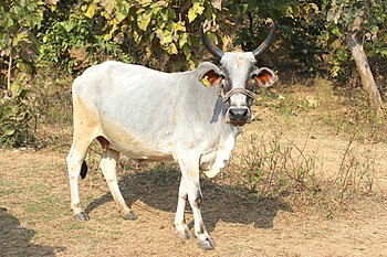 भारतीया: गौः