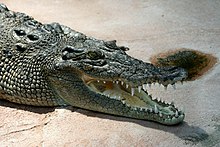 Head of a saltwater crocodile Crocodile Crocodylus-porosus amk2.jpg