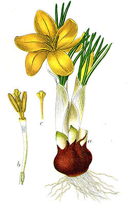 Ботаническая иллюстрация Якоба Штурма из книги Deutschlands Flora in Abbildungen, 1796