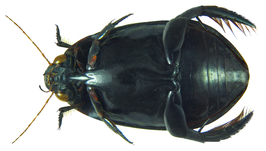 Cybister siamensis