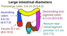 Inner diameters of colon sections Diameters of the large intestine.svg