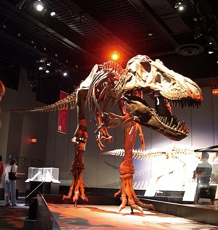 File:Dinosaur skeleton at Tyrrell.jpg