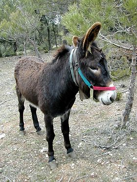 Donkey Catalan race.jpg