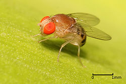 Augļmuša (Drosophila sp)