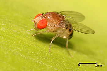 English: Drosophila sp fly. Pictured in Dar es...