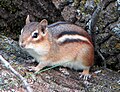 Sóc chuột phía đông (Tamias striatus), Quebec, Canada