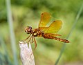 Image 78Male eastern amberwing dragonfly in the Brooklyn Botanic Garden