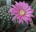 Echinocereus adustus