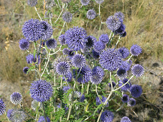 Panicules d'azurite (Echinops ritro, ici la sous-espèce ruthenicus). (définition réelle 2 288 × 1 712)