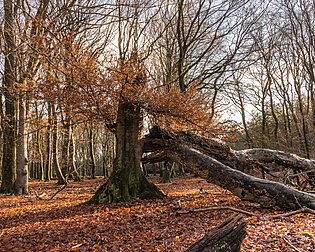 Carvalho (Quercus) parcialmente caído no domínio real Het Loo, Guéldria, Países Baixos. Nesta parte do domínio real, não existe intervenção no ciclo natural da floresta com o objetivo de promover a biodiversidade (definição 4 054 × 3 243)