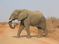 פיל אפריקני בפארק הלאומי קרוגר