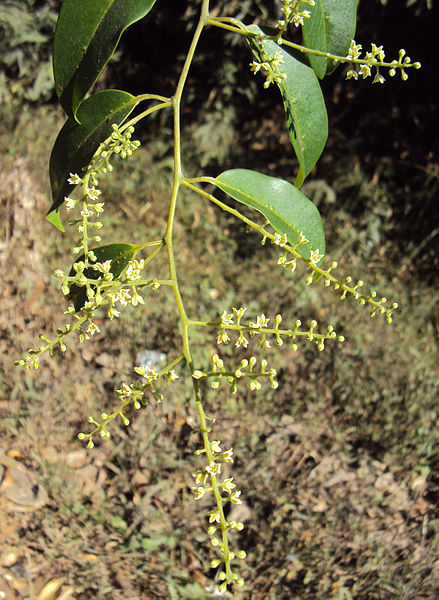 പ്രമാണം:Embelia ribes.jpg