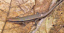 Eutropis cumingi