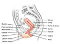 Split - lateral