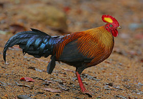 Αρσενική Όρνιθα της Σρι Λάνκα (Gallus lafayettii)