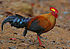 Sri Lankan junglefowl