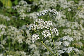 Cow parsley