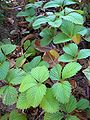 Mae'r llwyn mefus mawr ( Fragaria moschata ) yn cael ei werthfawrogi am ei arogl dwys