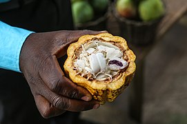 Cacao