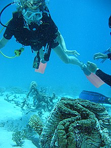 on the Great Barrier Reef