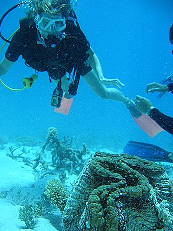 A scuba diver looking at a giant clam on the G...