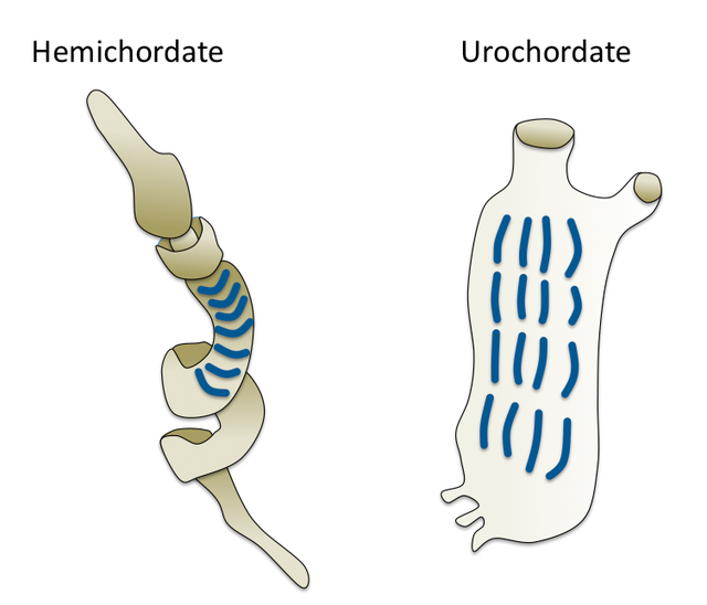  image showing gill slits in acorn Worm and tunicate