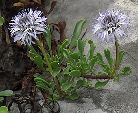 Globularia cordifolia