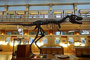 Gorgosaurus libratus - Redpath Museum - McGill University - Montreal, Canada - DSC07975.jpg