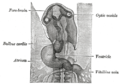 Head of chick embryo of about thirty-eight hours' incubation, viewed from the ventral surface. X 26