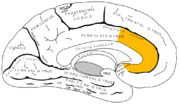 Vignette pour Cortex cingulaire antérieur