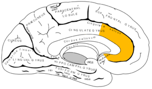 Anterior cingulate cortex.