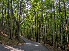 Laubwald an der Winterbergstraße