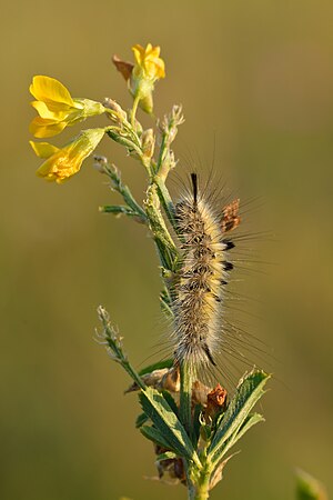 Gynaephora selenitica