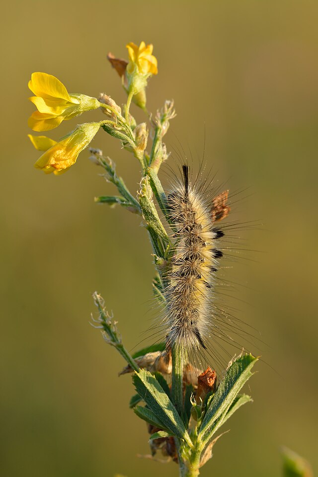 Гусеница шерстолапки лунчатой (Gynaephora selenitica) на луговой чине (Láthyrus praténsis)