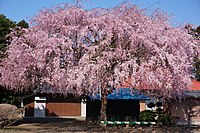 Prunus itosakura 'Pendula-rosea' ('Beni-shidare')
